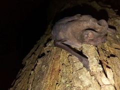 Eumops bonariensis