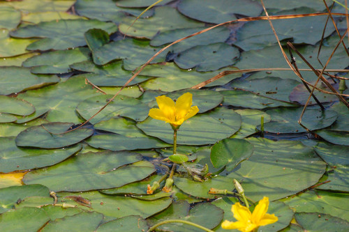water fringe