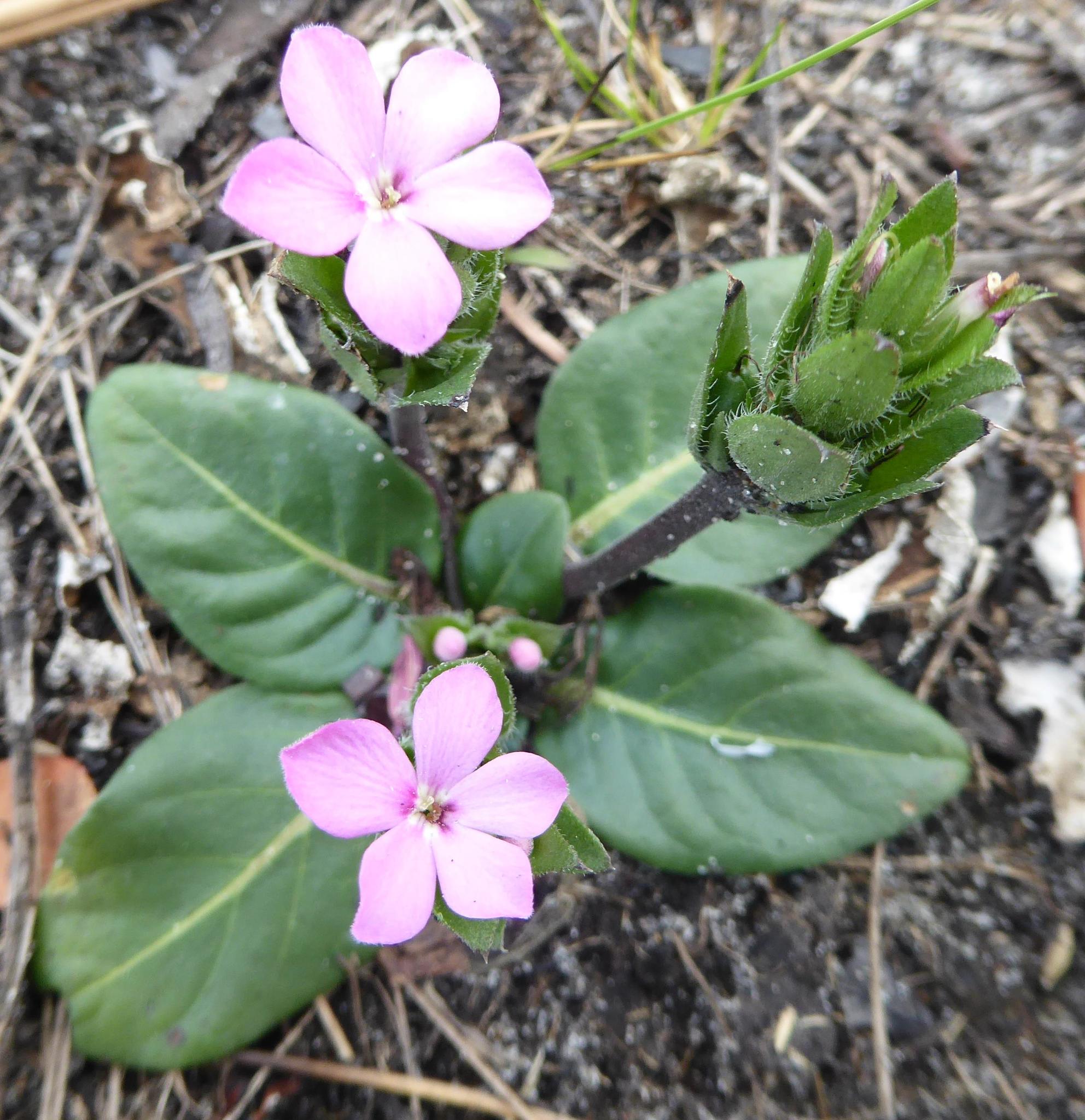 Stenandrium dulce