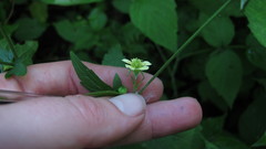 Geum × catlingii