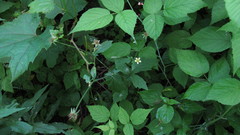 Geum × catlingii