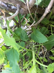 Scrophularia villosa