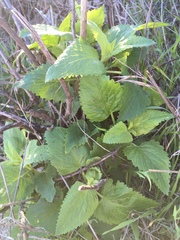 Scrophularia villosa