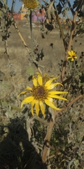 Tithonia tubaeformis