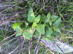 Scrophularia villosa