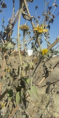 Tithonia tubaeformis