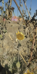 Tithonia tubaeformis