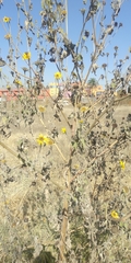 Tithonia tubaeformis