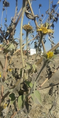 Tithonia tubaeformis