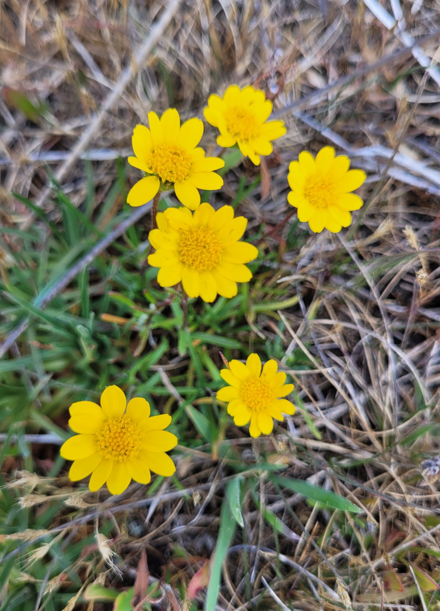 Lasthenia ornduffii