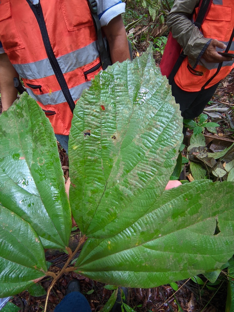 Luehea cymulosa