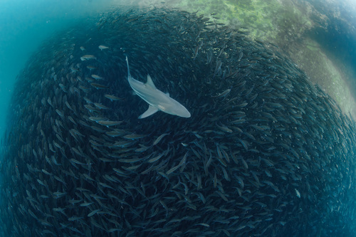 Common Blacktip Shark, photo 7 of 7