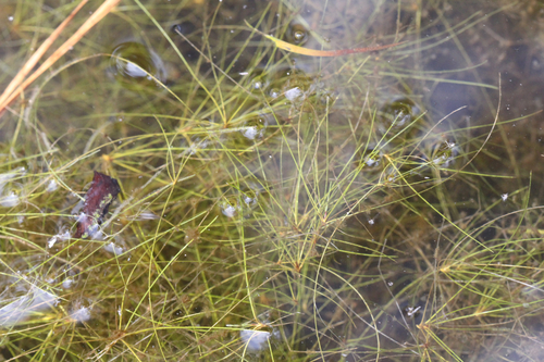 Eleocharis vivipara, photograph 6