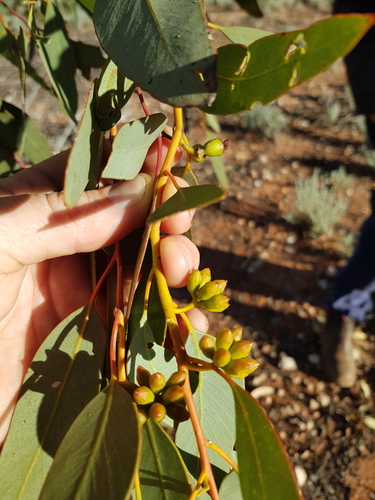 Eucalyptus striaticalyx, 2023-06-08