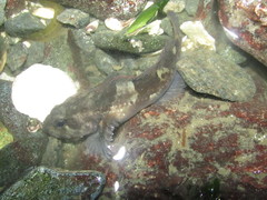 Rosylip Sculpin photo 4