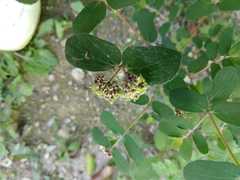 Euphorbia berteroana