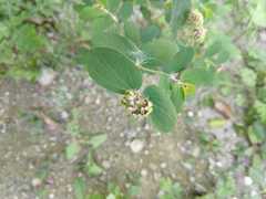 Euphorbia berteroana