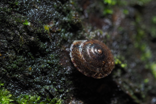 Laoma mariae, 2023-06-28