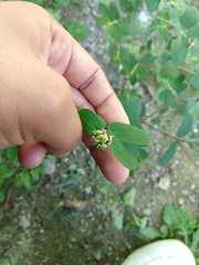 Euphorbia berteroana