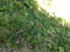 Euphorbia berteroana