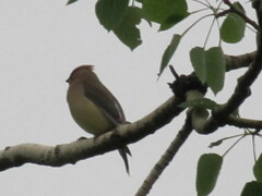 Bombycilla cedrorum image