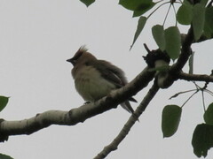 Bombycilla cedrorum image