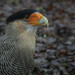 Caracara plancus plancus - Photo (c) kodamadelsur，保留部份權利CC BY-NC