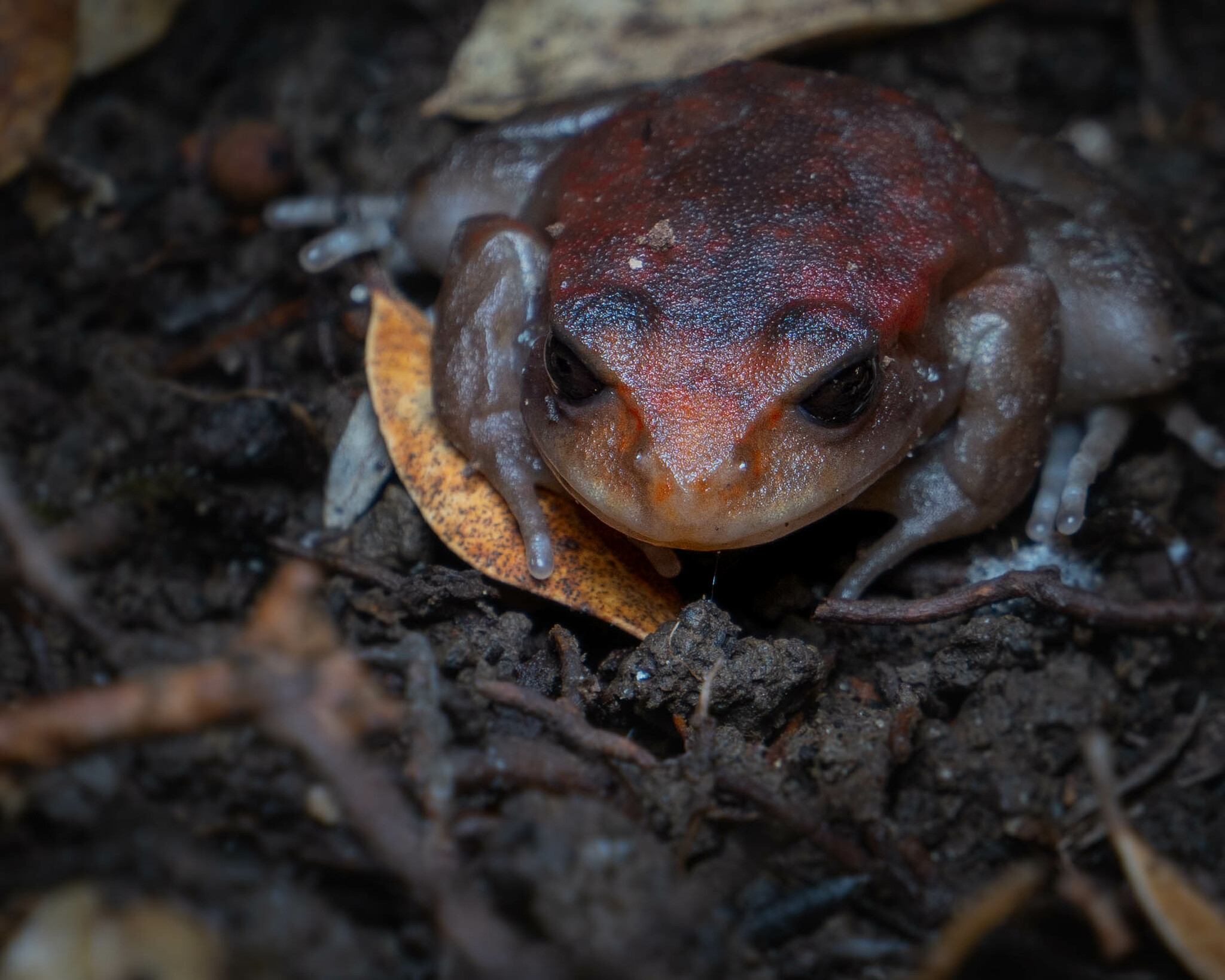 Eupsophus altor Nuñez, Rabanal & Formas, 2012