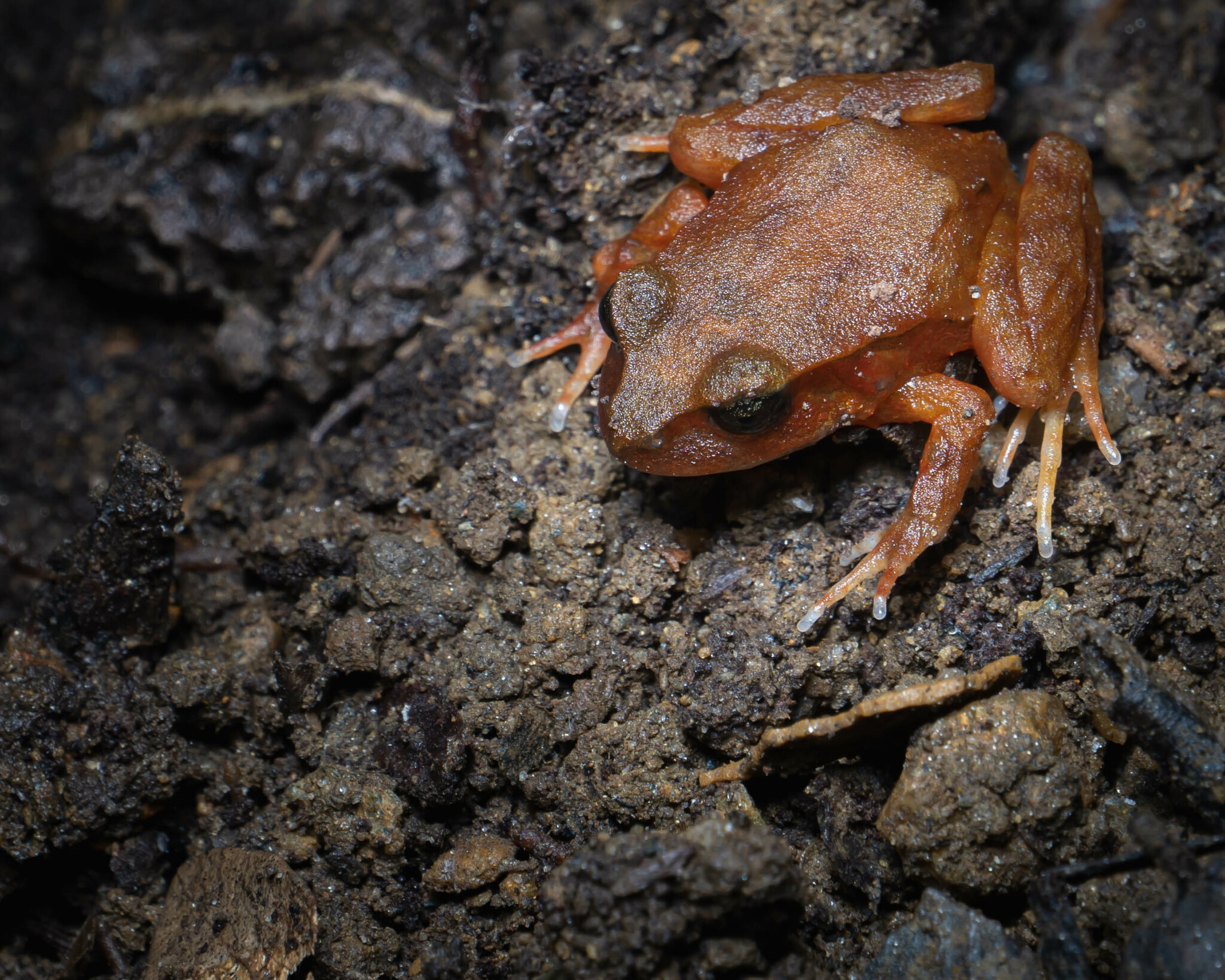 Eupsophus altor Nuñez, Rabanal & Formas, 2012