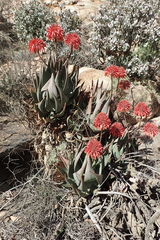 Aloe comptonii
