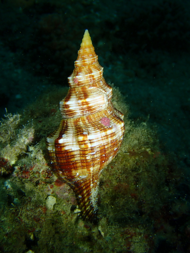 Filifusus filamentosus