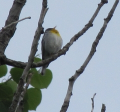 Setophaga americana image