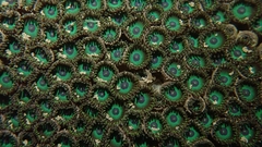 Zoanthus sansibaricus