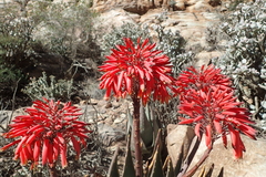Aloe comptonii