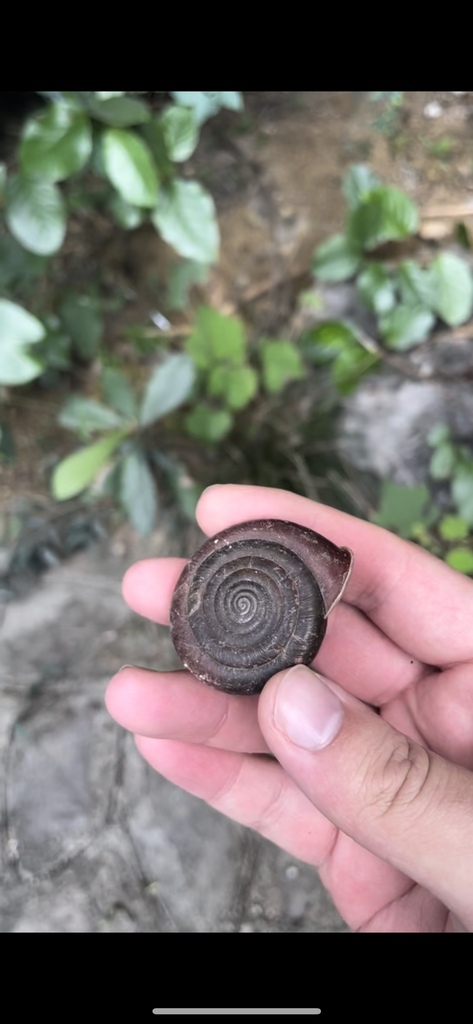 Entadella entadiformis