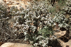 Crassula arborescens arborescens