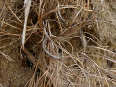 Festuca ammobia