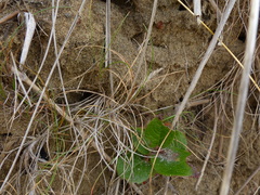 Festuca ammobia