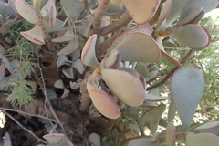 Crassula arborescens arborescens