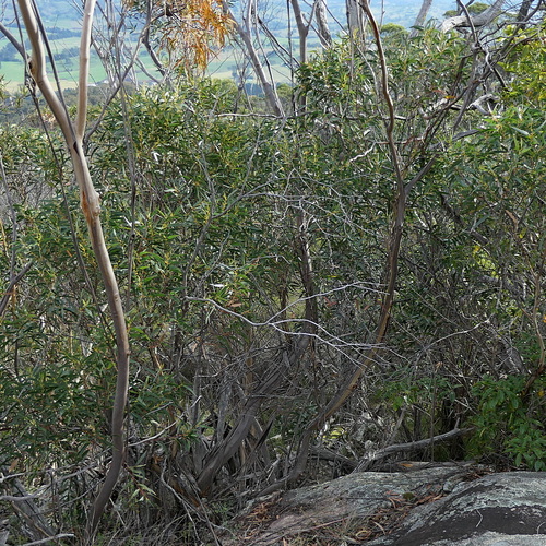 Bega Mallee Ash (Eucalyptus spectatrix)