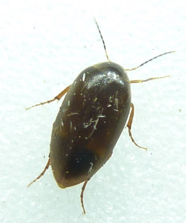 Nycteus