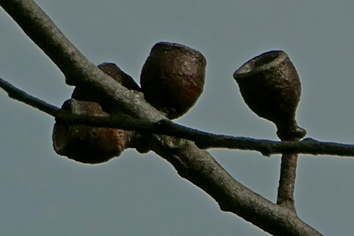 Image of Eucalyptus spectatrix by (c) Max Campbell, some rights reserved (CC BY)