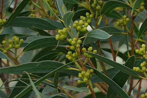 Image of Eucalyptus spectatrix by (c) Max Campbell, some rights reserved (CC BY)