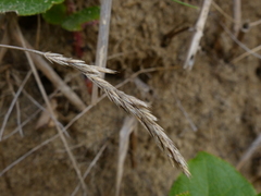 Festuca ammobia