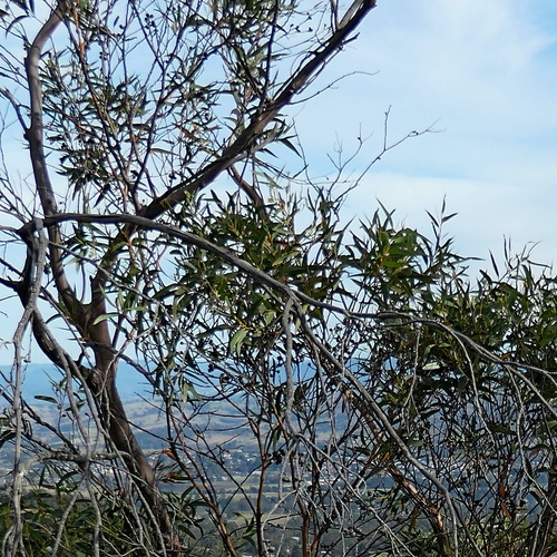 Image of Eucalyptus spectatrix by (c) Max Campbell, some rights reserved (CC BY)