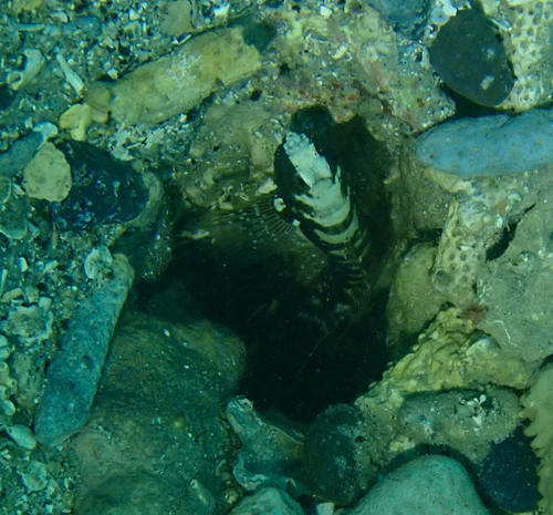 Saddled shrimpgoby (Cryptocentrus leucostictus) — Gobiidae