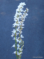 Francoa sonchifolia
