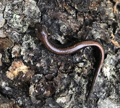 Plethodon cinereus image