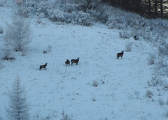 Cervus canadensis sibiricus