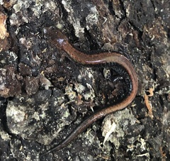 Plethodon cinereus image